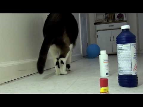 Farting Cat