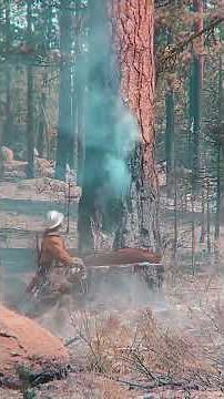 The Extreme World of Insane Lumberjacks