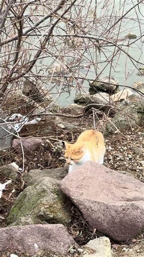 Cat Walking by the Pond