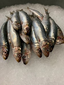 Sardines — Sea Forager
