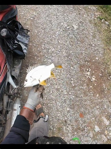 Săn Cá Biển bằng ná cao su #fishing #banca #slingshot #fish #giaitri