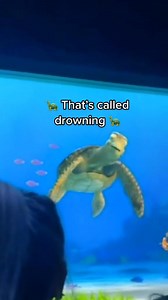 Part 10 #turtletalkwithcrush #turtletalk #funny #turtle #disney #talkshow #kids #ask #reelsvideo #viralvideo #fypシ゚viral | Turtle Talk With Crush