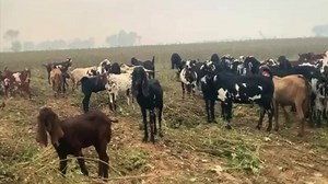 How To Check Goat Heat // Bakri Ki Heat Kasay Check Karay // بکری کی ھیٹ چیک کرنا | Goat Land Farms