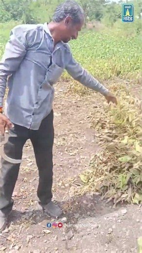 पावसा अभावी सुकलेले सोयाबीन उपटून टाकण्याची शेतकऱ्यांवर आली दुर्दैवी वेळ
