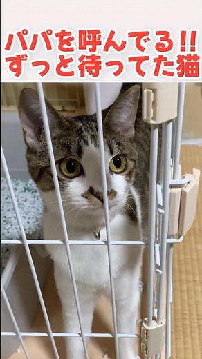 かわいい鳴き声で呼ぶパパに遊んでほしい猫 #猫 #ねこ #子猫 #保護猫