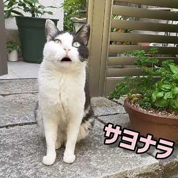 『宗右衛門町ブルース』(平和勝次とダークホース)・・唄猫亭コマツ