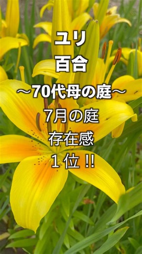 【ユリの花が綺麗な7月の庭】70代母の素朴ガーデンに咲く百合の花。#百合の花 #lily #flowers