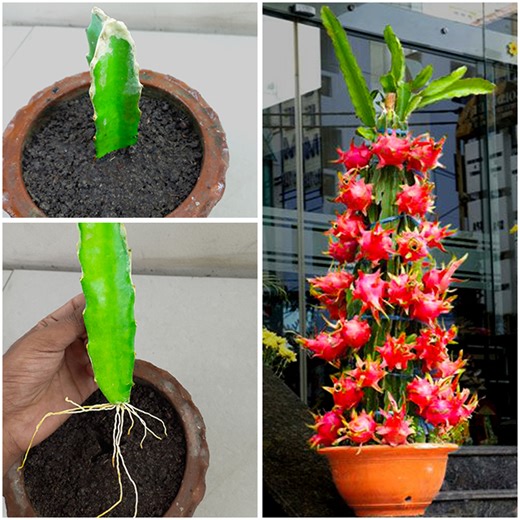 53K views · 410 reactions | How to propagate dragon fruit tree at home / how to grow dragon fruit at home from cutting | Dian Creative | Facebook