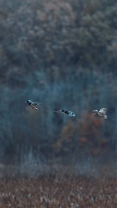 COLLEGE GAMEDAY WADER GIVEAWAY Winning is easy!! 1. Make a Drake logo sign and take it to Gameday. 2. Email a photo of you and your sign to gameday@drakewatefowl.com. 3. We send you a pair of waders. *Only one pair per person per season. 🎥 @edwall81 #duck #duckhunting #mallard #gadwall #mossyoak #waterfowl #waterfowlhunting #bird #birds #wildlife #drakewaterfowl #band #hunting #ducks #conservation #collegegameday #gameday #collegefootball #football #waders #giveaway | Drake Waterfowl Systems