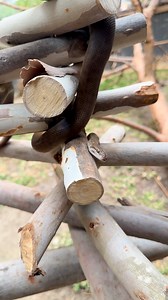 All I want for Christmas is… enrichment! 🎄🐍 Our keepers got creative and built a stick Christmas tree for our snakes because even reptiles deserve festive fun. 📸 Keeper Kelly | Sydney Zoo