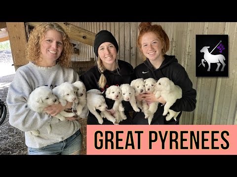 Great Pyrenees LGD: Best Sheep and Goat Guardian?