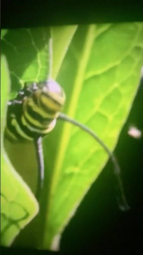 Monarch Butterfly Metamorphosis time-lapse