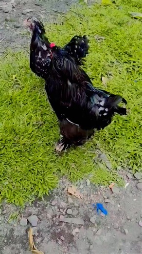 Brahma chickens are known for their delightful and friendly personalities. The breed's gentle giant temperament #chickenbreeds #HealthyChickens #biodiversity #HeritageChicken #eggs #naturelovers | Cyan & Jiyah Free Range Chicken