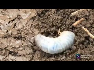 crush by heels high heels