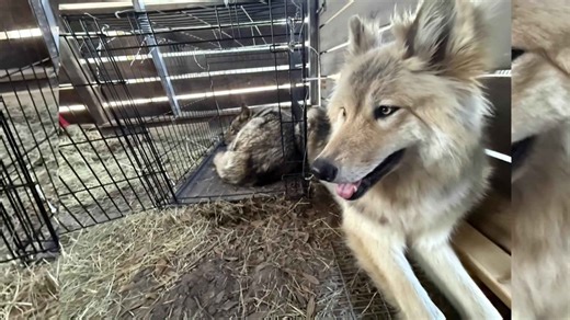 Seacrest Wolf Preserve evicted after 25 years in Chipley