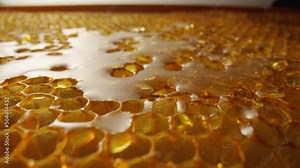 Honeycomb frame with golden organic honey. Thick sweet honey fills the hexagonal cells of honeycombs. Close up of a honeycomb in the apiary. Concept of beekeeping, organic natural honey, agriculture.