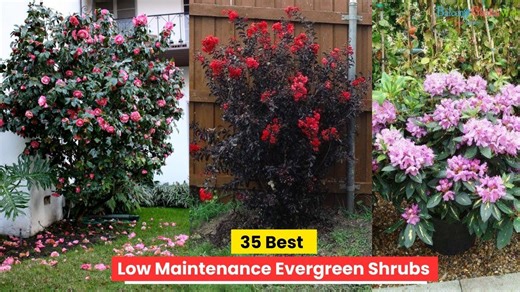 Keep your garden lush with these 35 evergreen shrubs