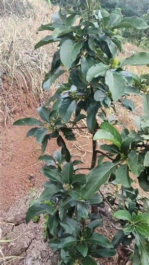avocado planting distance #freshfruit #agriculture #farmers