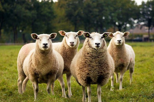 Is Shearing Sheep Cruel? (8 Reasons Why It Can Be & How to Avoid Them)