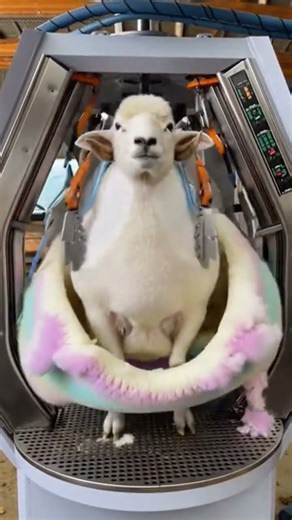 Sheep Shearing… But Make It Fully Automated🐑