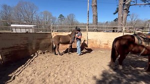 7K views · 138 reactions | DAY 6 Part 1 training BRIAR | Max Bishop | Facebook