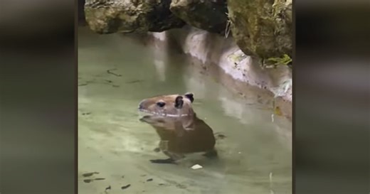 A Baby Capybara 'Dancing' to Thriller Is the Dose of Frivolous Fun Every Day Needs