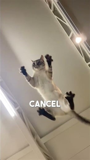 How cats twist their body mid-fall (you won't believe it) #catsoftiktok #physics #incredible