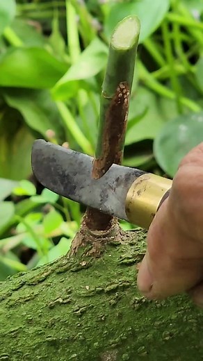 Expert Home Farming Tips and Skills for Sustainable Farming