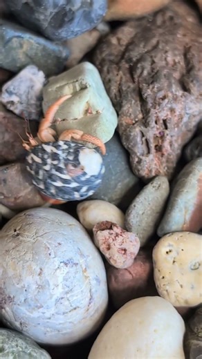 Some exquisite Hermit Crabs scuttling in their shells in Curacao