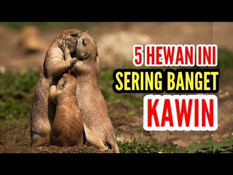 KUAT KAWIN HINGGA RATUSAN KALI ?? - INI DIA 5 HEWAN YANG PALING SERING KAWIN - INFORMASI HEWAN