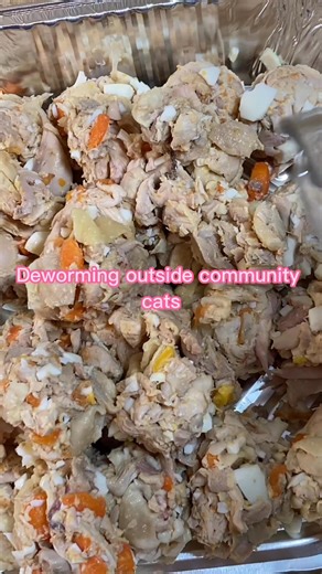Deworming outside community cats #cat #cats #straycats #feralcats | Help stray cats in Wilmington Delaware