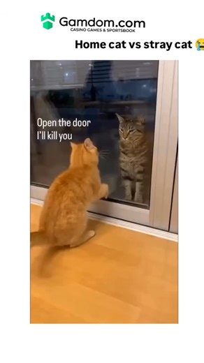 memer boy | The post features an AI-generated video of a fluffy indoor orange cat pawing aggressively at a glass door to "threaten" a rugged stray... | Instagram