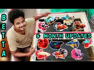 Betta fish breeding and Betta fry care in tamil | Six month update | Nemo candy betta fish | Tamil