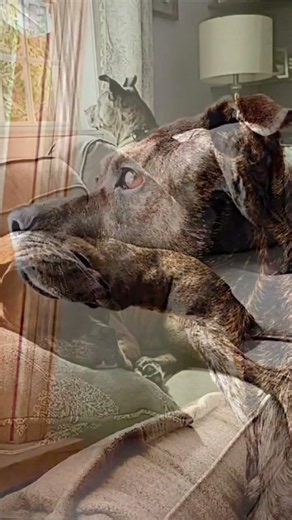 Meet Sophie! 🐕 A Senior Staffy Mix in Massachusetts who is looking for her new home! Adopt today! 🐾