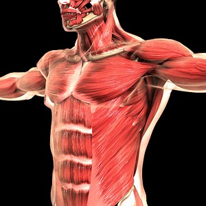 Human Body Muscular System Anatomie