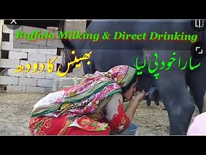 Buffalo Raw Milk direct Drinking from buffalo nipples || buffalo milking | village life style