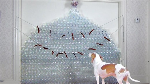Dog gets epic Christmas tree made from 800 bottles