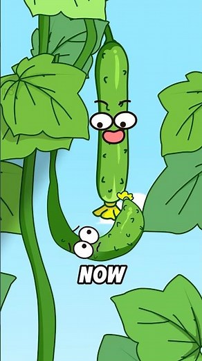 How do deformed cucumbers form?#shorts