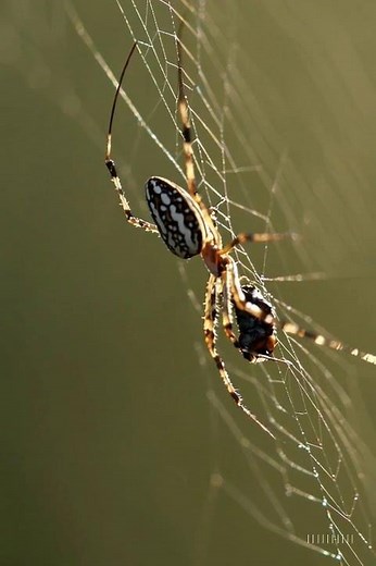 Juno Spider Catches and Eats a Fly 🕷️🪰 | Nature’s Web in Action #Shorts
