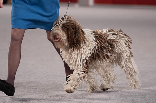 Types of Conformation Dog Shows: Everything You Need to Know