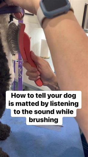 One question that I get asked all the time is how do I know if my dog is matted? The easiest way for you to know if your dog is matted is by listening to the sound that the brush is making whenever you are brushing your dog hair. if you listen closely to the first clip in the video, you can hear it sounds like a crunching sound. But when you listen to the second clip after I brushed the knots out, you don’t hear anything. It’s quiet so if you are hearing that sound when you’re rushing it means t