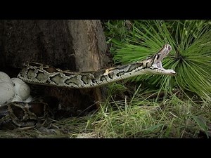 Python vs Killer Toad 02 Timelapse
