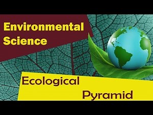 Ecological pyramid | - Environmental Science