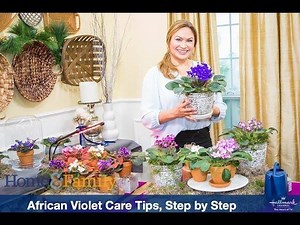 21K views · 434 reactions | African violets are one of the most flowering indoor plants and can bloom almost year-round with proper care. Shirley Bovshow shows you how to maintain African violets with the best care. | Eden Maker by Shirley Bovshow | Facebook