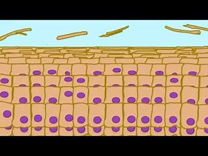 THE INTEGUMENTARY SYSTEM: Skin Cycle