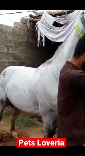 Horse Eating Chicken