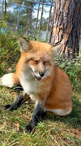 A couple weeks ago I did a video introducing you all to every Minnesota SAVEAFOX Fox! Now meet every SAVEAFOX FL fox! There are 150 foxes left at the fur farm desperately awaiting a better life. Help us get them out! 🦊 🔆 SaveAFox is a 501(c)(3) non-profit domestic fox sanctuary. All donations are tax deductible. EIN 82-3454531 HOW TO DONATE 🦊🦊🦊🦊🦊🦊🦊🦊🦊🦊🦊 - if you can’t donate please like comment and share! Our website: saveafox.org GoFundMe: https://gofund.me/fe23a362 PayPal: mikaylap