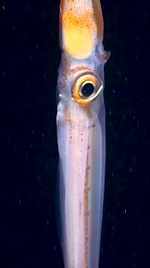 35K views · 2.4K reactions | 撚 Squid squad alert! 撚 It’s very...