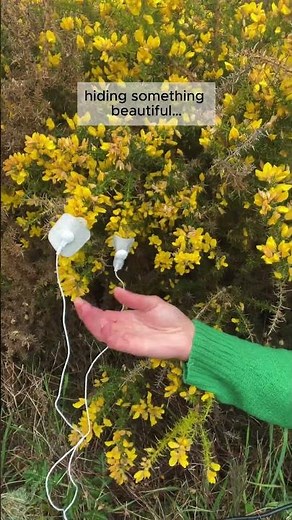 These Thorns Hide Something Beautiful | Gorse Living Sound
