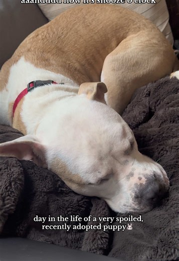 Bunny’s first few days home with us🥰 spoiled Mr. bunny baby!!! #fyp #adoption #vlog #dogs #dayinmylife